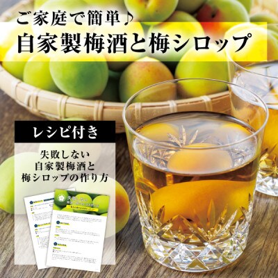 【梅酒・梅シロップ用青梅】松崎果樹園の肉厚青梅 約2kg(大玉L～2L)白加賀 作り方レシピ付き
