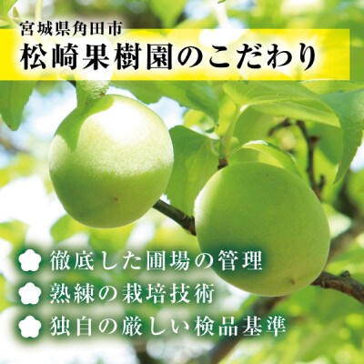 【梅酒・梅シロップ用青梅】松崎果樹園の肉厚青梅 約2kg(大玉L～2L)白加賀 作り方レシピ付き