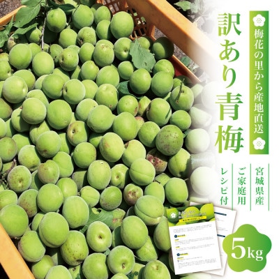 【宮城県産】ご家庭用青梅(訳あり生梅)5kg 梅酒・梅シロップ用 栽培期間中農薬不使用|太良衛門