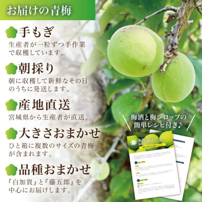 【宮城県産】ご家庭用青梅(訳あり生梅)5kg 梅酒・梅シロップ用 栽培期間中農薬不使用|太良衛門