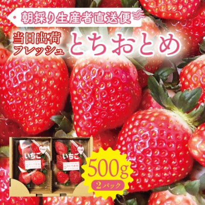 【宮城県産とちおとめ 500g】フレッシュ朝摘みいちご 約250g×2パック 置き並べ