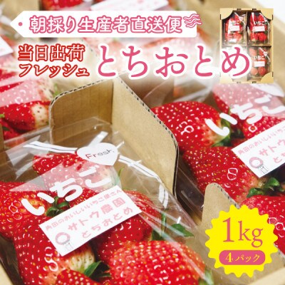【宮城県産とちおとめ 1kg】フレッシュ朝摘みいちご 約250g×4パック 置き並べ