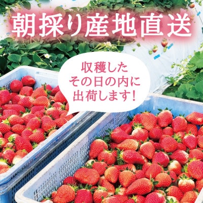 【宮城県産とちおとめ 1kg】フレッシュ朝摘みいちご 約250g×4パック 置き並べ