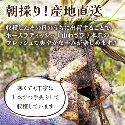 【西根の森から直送】ホースラディッシュ(300g) 宮城県産 朝採り農家直送の山わさび