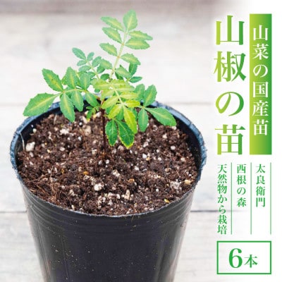 【西根の森】山椒の苗(ポット苗) 6本セット