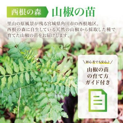 【西根の森】山椒の苗(ポット苗) 6本セット