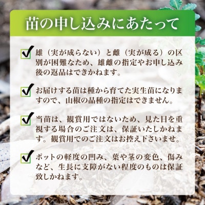 【西根の森】山椒の苗(ポット苗) 6本セット