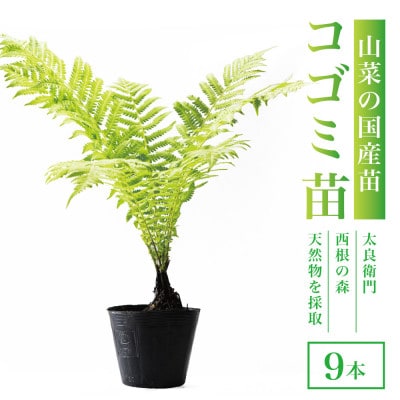 天然採取【西根の森】コゴミの苗 9本セット(ポット苗)国産山菜苗