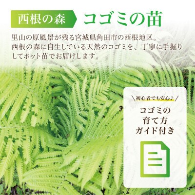 天然採取【西根の森】コゴミの苗 9本セット(ポット苗)国産山菜苗