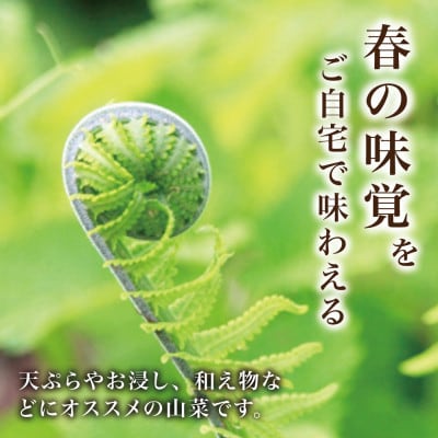 天然採取【西根の森】コゴミの苗 9本セット(ポット苗)国産山菜苗