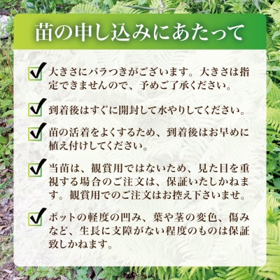 天然採取【西根の森】コゴミの苗 9本セット(ポット苗)国産山菜苗