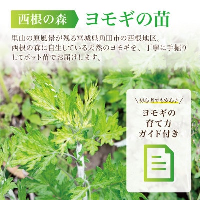 天然採取【西根の森】ヨモギ苗 12本セット(ポット苗)国産山菜苗
