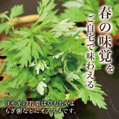 天然採取【西根の森】ヨモギ苗 12本セット(ポット苗)国産山菜苗