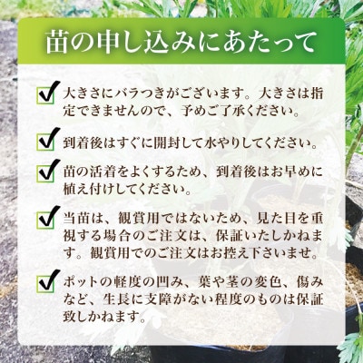 天然採取【西根の森】ヨモギ苗 12本セット(ポット苗)国産山菜苗