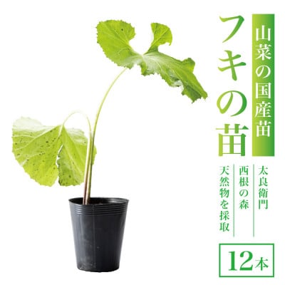 天然採取【西根の森】フキの苗 12本セット(ポット苗)国産山菜苗