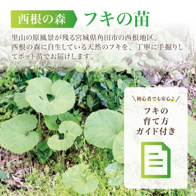 天然採取【西根の森】フキの苗 12本セット(ポット苗)国産山菜苗