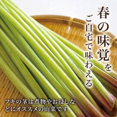 天然採取【西根の森】フキの苗 12本セット(ポット苗)国産山菜苗