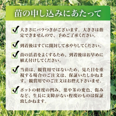 天然採取【西根の森】フキの苗 12本セット(ポット苗)国産山菜苗