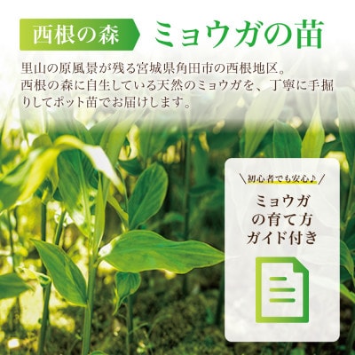 天然採取【西根の森】ミョウガ苗 12本セット(ポット苗)国産山菜苗