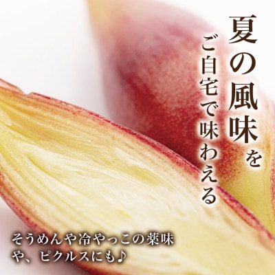 天然採取【西根の森】ミョウガ苗 12本セット(ポット苗)国産山菜苗