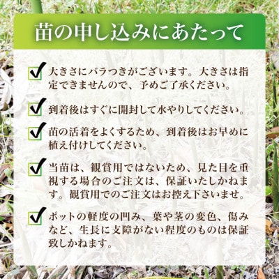 天然採取【西根の森】ミョウガ苗 12本セット(ポット苗)国産山菜苗