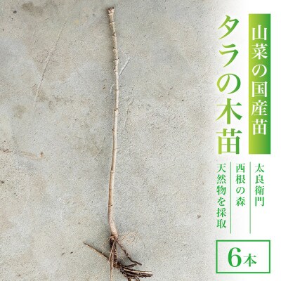 天然採取【西根の森】タラの木の苗 6本セット(トゲあり)国産山菜苗