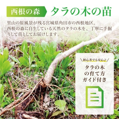 天然採取【西根の森】タラの木の苗 6本セット(トゲあり)国産山菜苗