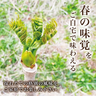 天然採取【西根の森】タラの木の苗 6本セット(トゲあり)国産山菜苗