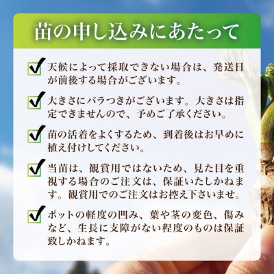 天然採取【西根の森】タラの木の苗 6本セット(トゲあり)国産山菜苗