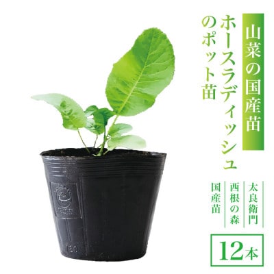 【西根の森】ホースラディッシュの苗(山わさび)12本(ポット苗)国産山菜苗