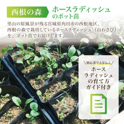 【西根の森】ホースラディッシュの苗(山わさび)12本(ポット苗)国産山菜苗
