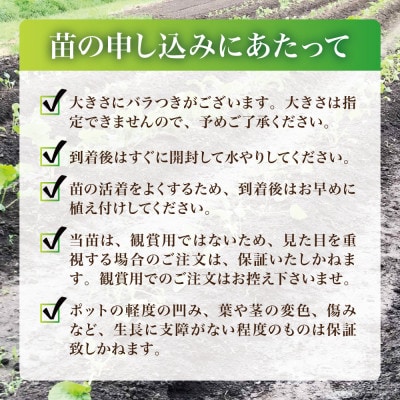 【西根の森】ホースラディッシュの苗(山わさび)12本(ポット苗)国産山菜苗