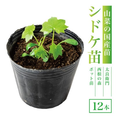 【西根の森】シドケの苗 12本(ポット苗)国産山菜苗