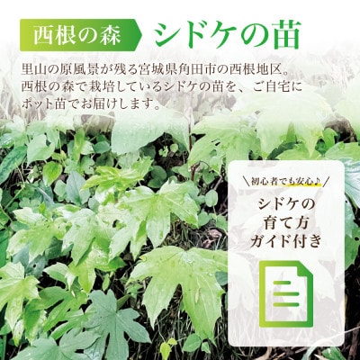 【西根の森】シドケの苗 12本(ポット苗)国産山菜苗