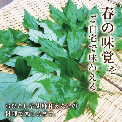 【西根の森】シドケの苗 12本(ポット苗)国産山菜苗