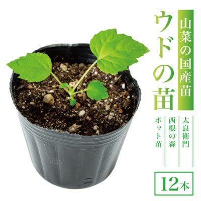 【西根の森】ウドの苗 12本(ポット苗)国産山菜苗