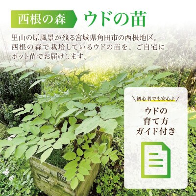 【西根の森】ウドの苗 12本(ポット苗)国産山菜苗
