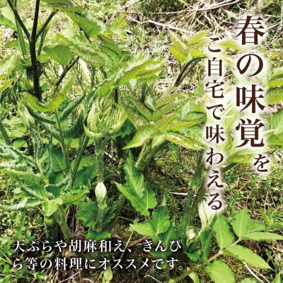 【西根の森】ウドの苗 12本(ポット苗)国産山菜苗