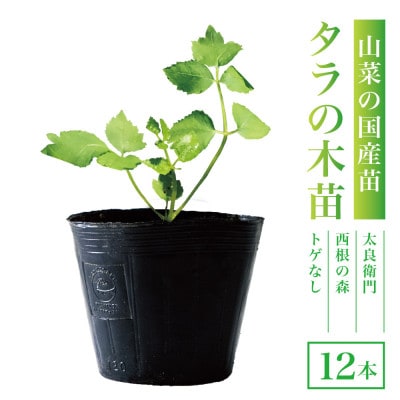 【西根の森】タラの木の苗 12本(メダラ・栽培・ポット苗)国産山菜苗