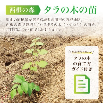 【西根の森】タラの木の苗 12本(メダラ・栽培・ポット苗)国産山菜苗