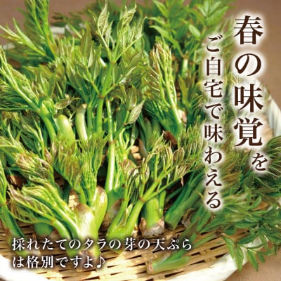 【西根の森】タラの木の苗 12本(メダラ・栽培・ポット苗)国産山菜苗