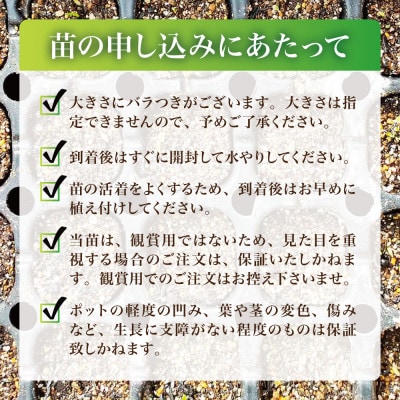 【西根の森】タラの木の苗 12本(メダラ・栽培・ポット苗)国産山菜苗