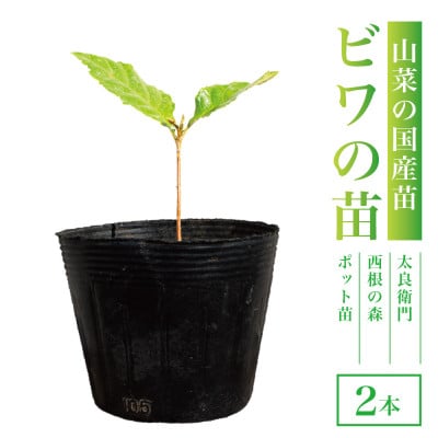 【西根の森】ビワの苗 2本(ポット苗)国産