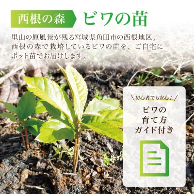 【西根の森】ビワの苗 2本(ポット苗)国産