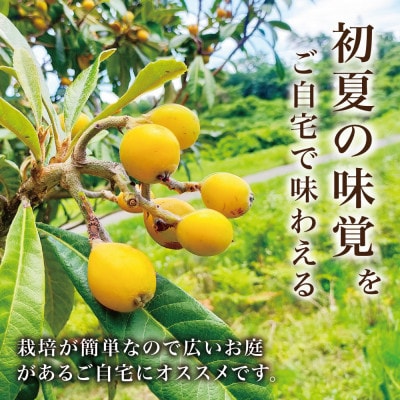 【西根の森】ビワの苗 2本(ポット苗)国産