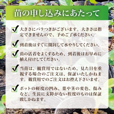 【西根の森】ビワの苗 2本(ポット苗)国産