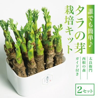 誰でも簡単!タラの芽栽培キット(15本入り)2セット【西根の森】国産山菜