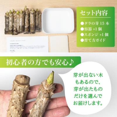 誰でも簡単!タラの芽栽培キット(15本入り)2セット【西根の森】国産山菜