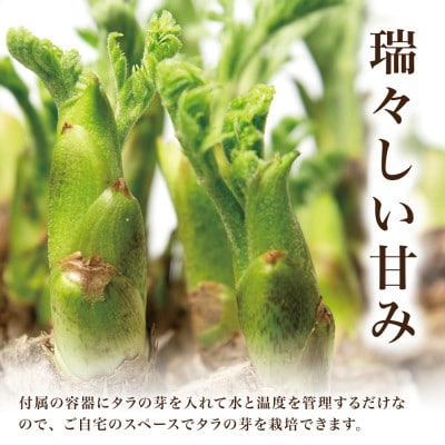 誰でも簡単!タラの芽栽培キット(15本入り)2セット【西根の森】国産山菜