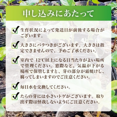誰でも簡単!タラの芽栽培キット(15本入り)2セット【西根の森】国産山菜